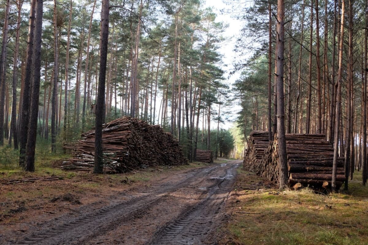 gm_chauffage_bois_de_chauffage